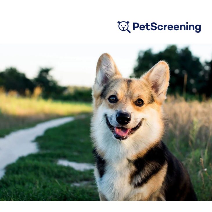 PetScreening logo and picture of a corgi sitting in the grass